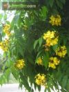 Cenostigma tocantinum / c�ssia-negra
